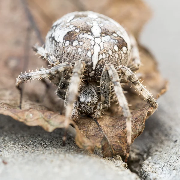 Big Orb aranha na folha — Fotografia de Stock