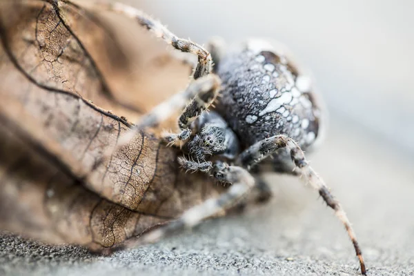 Big Orb spider on the leaf — Stock Photo, Image