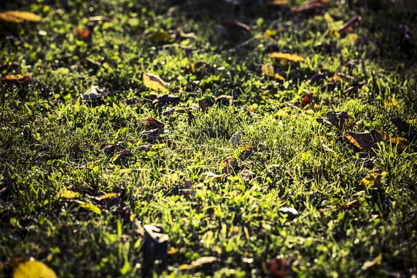 Gräs med duk — Stockfoto