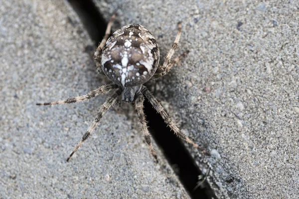 Big Orb spider with leaf — Stock Photo, Image