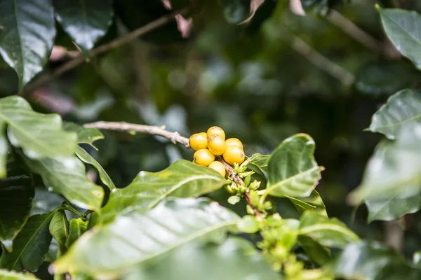 Coffee beans in the nature — Stock Photo, Image