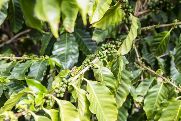 Coffee beans in the nature — Stock Photo, Image