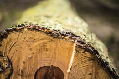 izole huş günlükleri