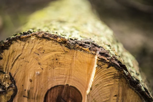 Birch logs isolated — Stock Photo, Image