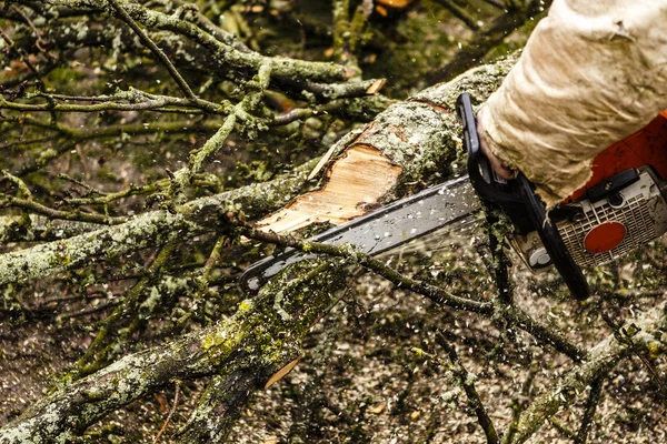 Mann sägt Baumstamm in seinem Hinterhof — Stockfoto