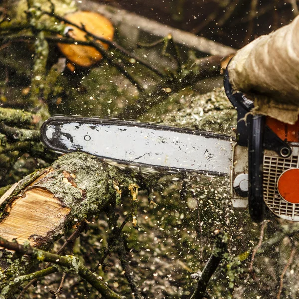 Man sawing a log in his back yard — Stock Photo, Image