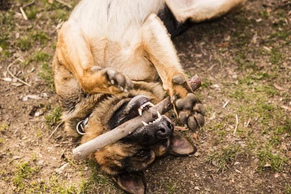 Young german shepherd dog — Stock Photo, Image