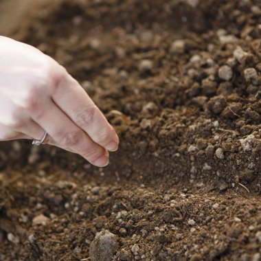 kadın el tohum Ekim