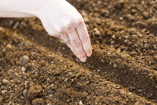 Woman hand sowing seed — Stock Photo, Image