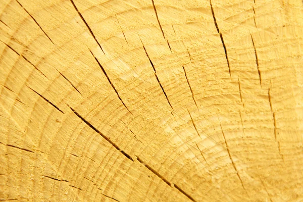 Textura de madera — Foto de Stock