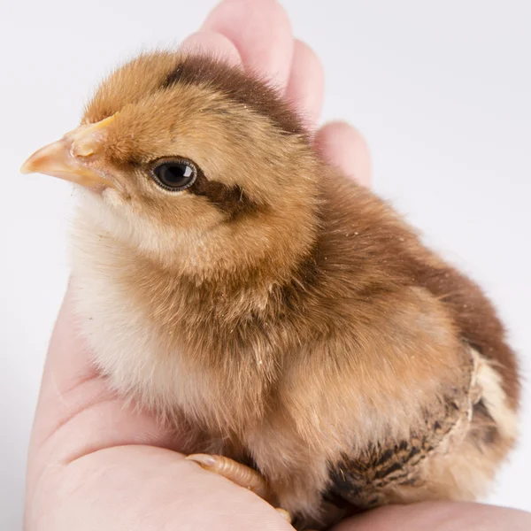 Cute little chicken in the hand isolated on white — Stock Photo, Image