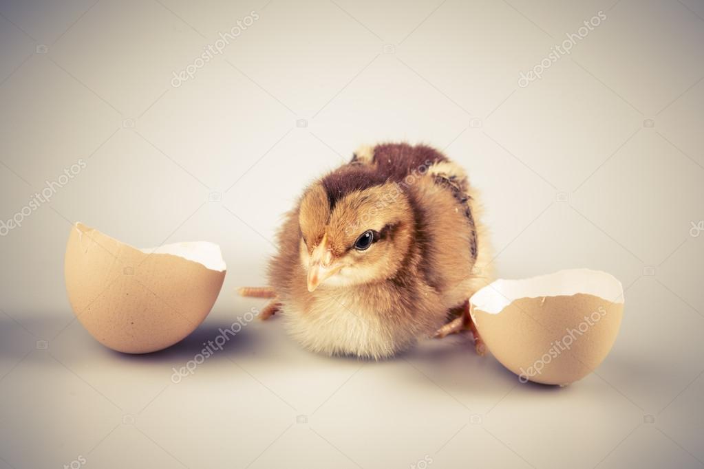 Cute little chicken coming out of a white egg isolated on white