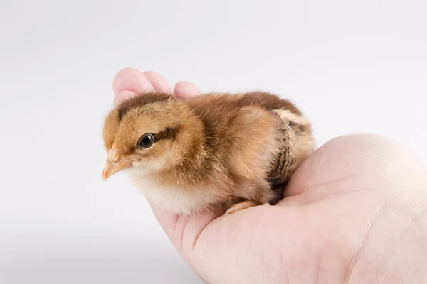 Cute little chicken in the hand isolated on white — Stock Photo, Image