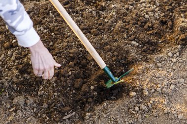 kadın el tohum Ekim