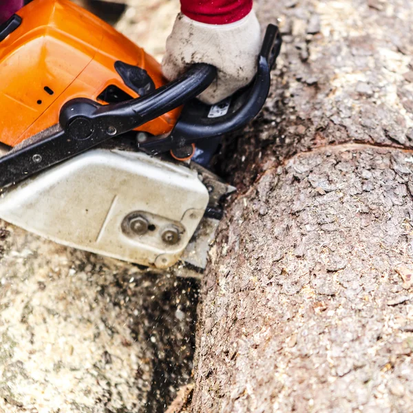 Man sawing a log in his back yard — Stock Photo, Image