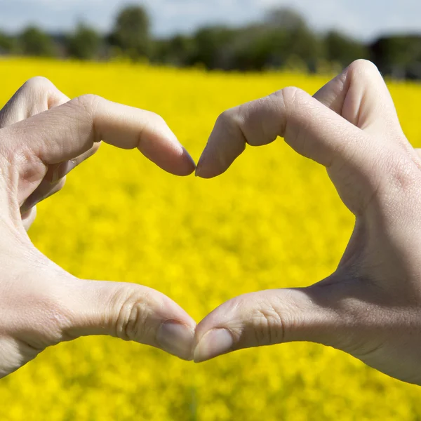 Las manos en forma de amor - el corazón en el campo amarillo y el cielo azul — Foto de Stock