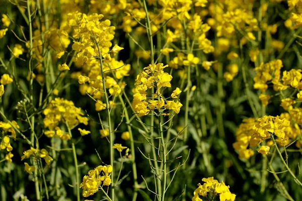 Oilseed rape in spring — Stock Photo, Image