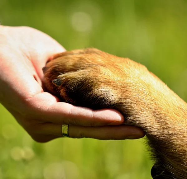 Dogs paw and mans hand — Stock Photo, Image