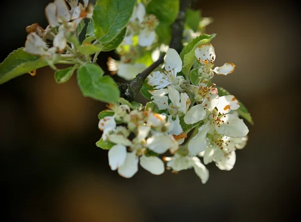 Blommande fruktträd i trädgården under våren — Stockfoto