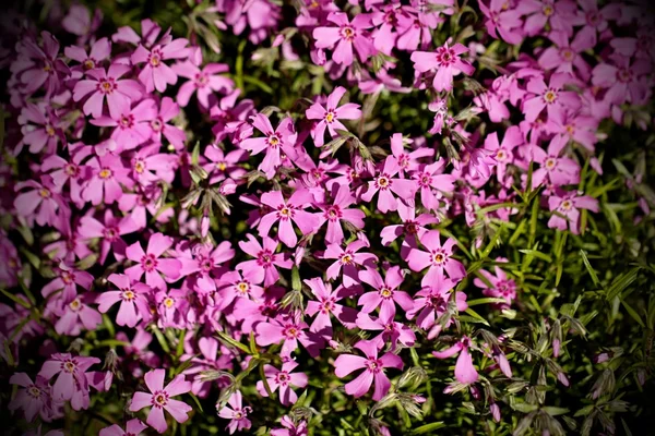 Fleur violette sur le jardin de printemps — Photo