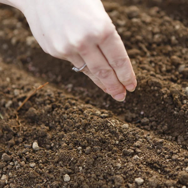 Woman hand sowing seed — Stock Photo, Image