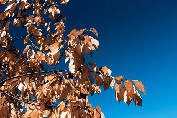 Leafs in autumn — Stock Photo, Image