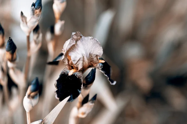 Íris em flor — Fotografia de Stock