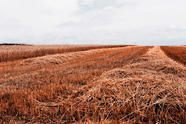 Grain harvest — Stock Photo, Image