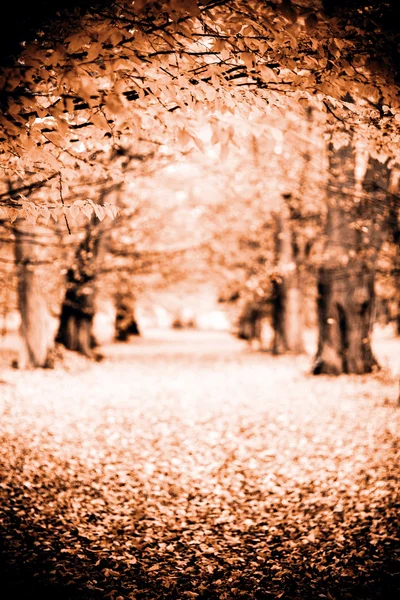 Chemin de l'automne — Photo