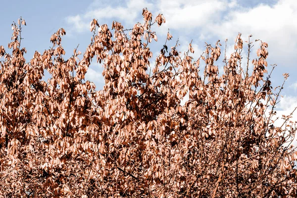 Gelbes Blatt im Herbst — Stockfoto