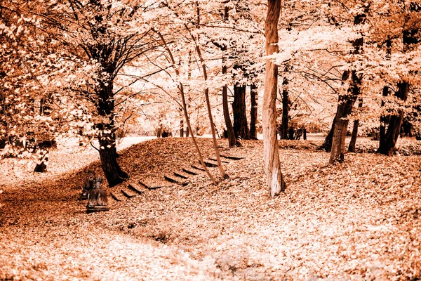 Chemin de l'automne — Photo