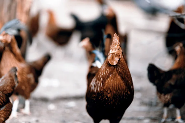 Cock and hen — Stock Photo, Image