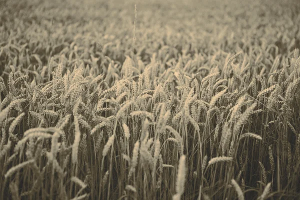 Врожай зернових — стокове фото