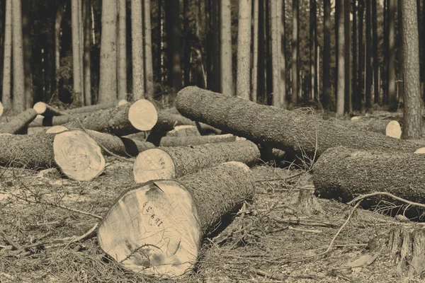 Taglio del legno — Foto Stock