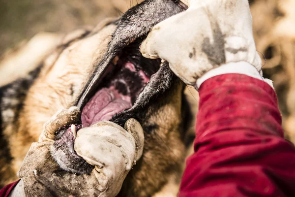 Young german shepherd dog - snout detail — Stock Photo, Image