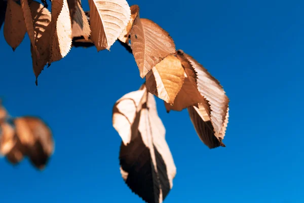 Leafs in autumn — Stock Photo, Image