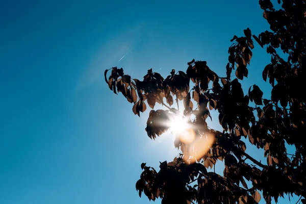 Blätter im Herbst — Stockfoto