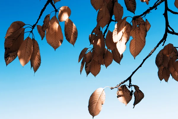 Leafs in autumn — Stock Photo, Image