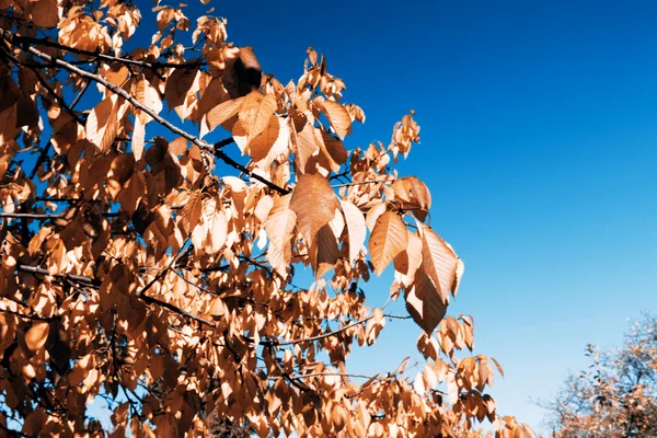 Leafs in autumn — Stock Photo, Image