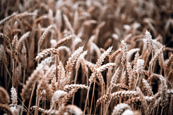 Grain harvest — Stock Photo, Image