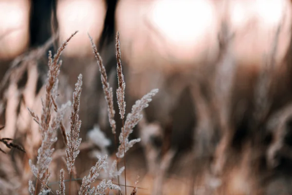 Dry grass — Stock Photo, Image