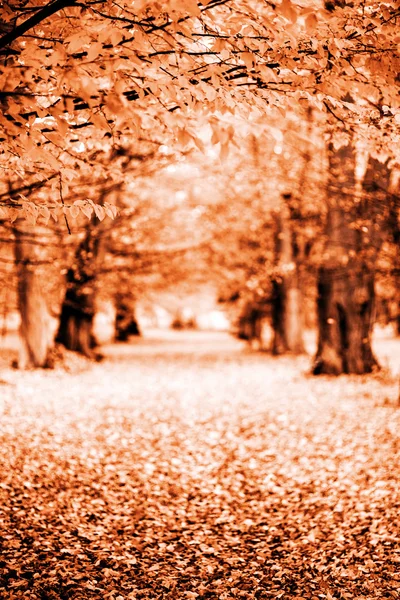 Path in the fall — Stock Photo, Image