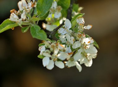 spring Garden çiçek meyve ağacı 
