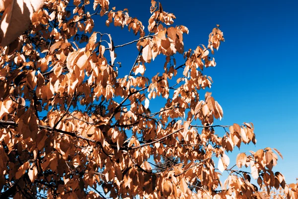 Leafs in autumn — Stock Photo, Image