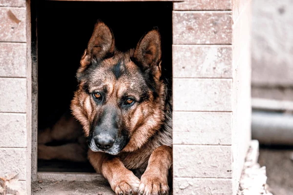 Duitse herder — Stockfoto