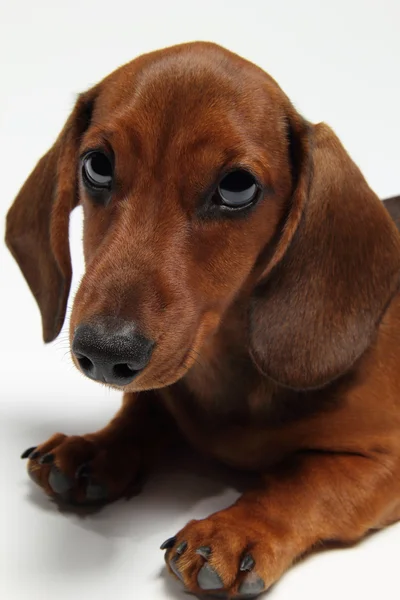 Niedliches Haustier — Stockfoto