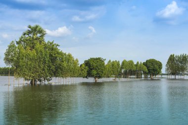 Tayland 'ın kırsal kesimlerinde sakin bir göl gibi geleneksel sel baskınları manzarası. Yağmur mevsiminde doğa manzarası ve tarımda fırtına hasarı. Ağır sel suyu kavramı.