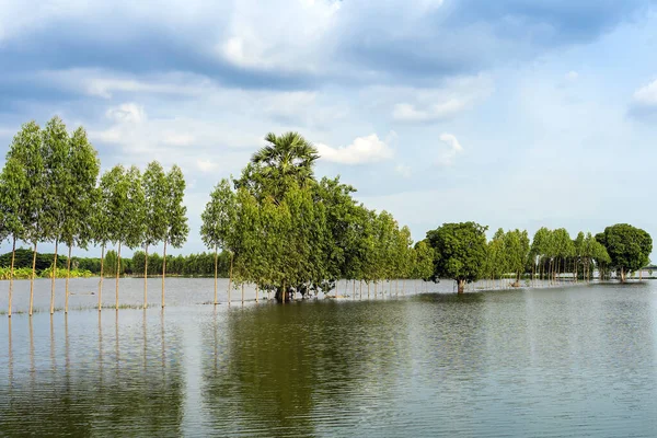 Scenic View Traditional Flooded Fields Still Lake Floating Season Rural — Stock Photo, Image