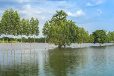 Tayland 'ın kırsal kesimlerinde sakin bir göl gibi geleneksel sel baskınları manzarası. Yağmur mevsiminde doğa manzarası ve tarımda fırtına hasarı. Ağır sel suyu kavramı.