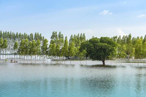在泰国农村 传统的洪水泛滥的景象就像漂浮的静谧的湖水 雨季的自然景观和农业的风暴破坏 严重洪水概念 — 图库照片